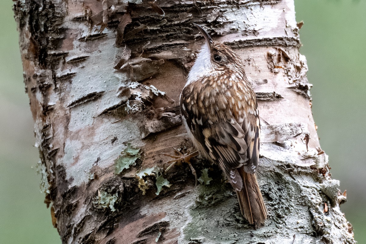 Brown Creeper - ML617117508