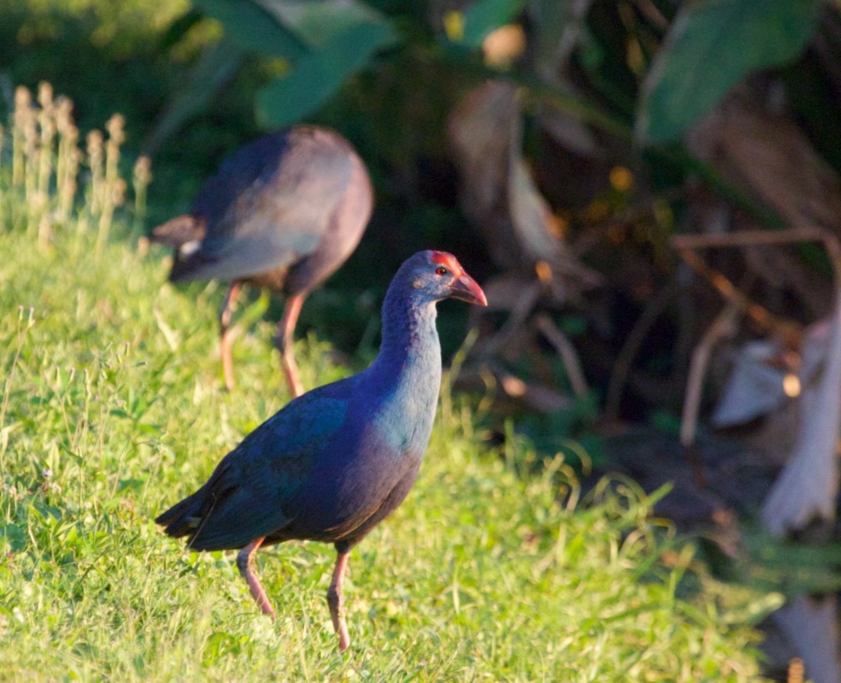 Gray-headed Swamphen - ML617117509