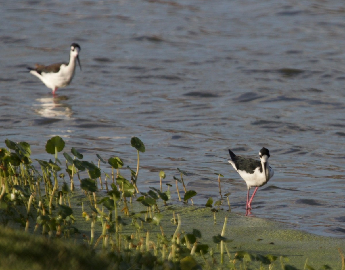 Black-necked Stilt - ML617117527