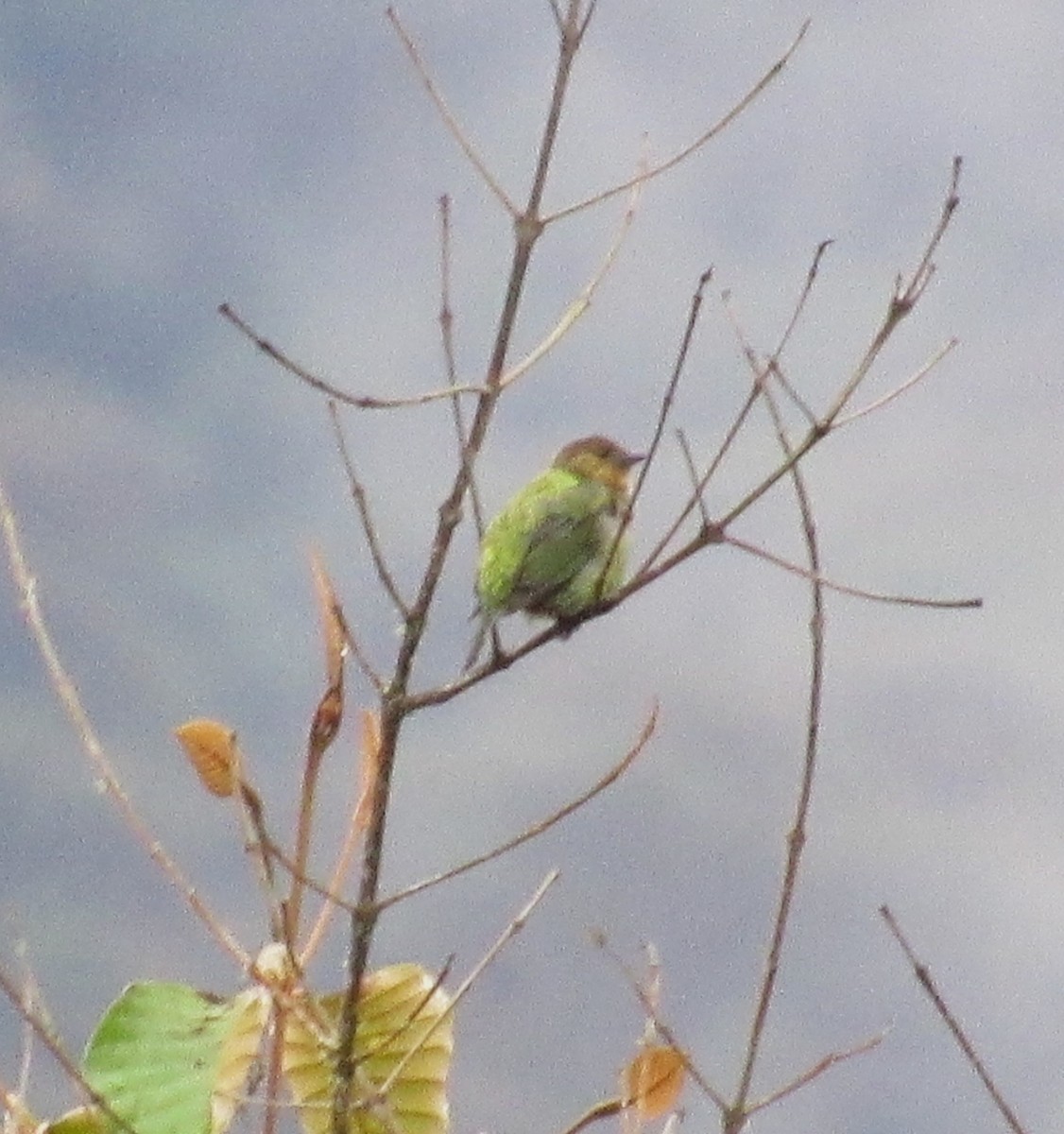 Silvery Tanager - ML617117557