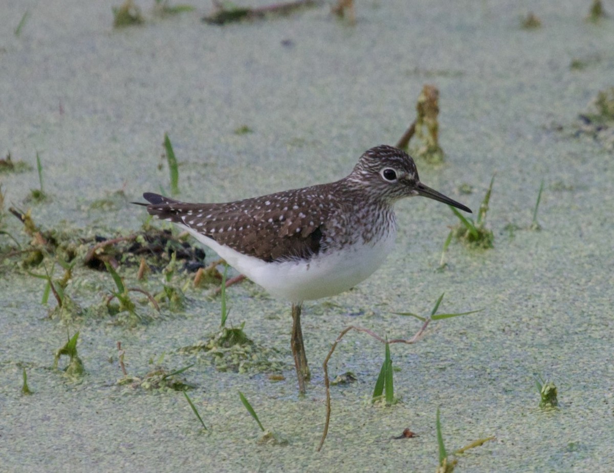 Solitary Sandpiper - ML617117558