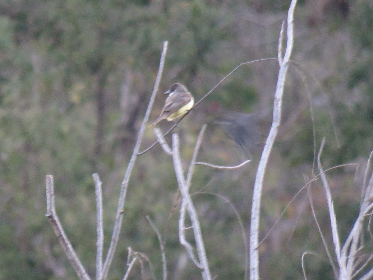 Dickschnabel-Königstyrann - ML617117571