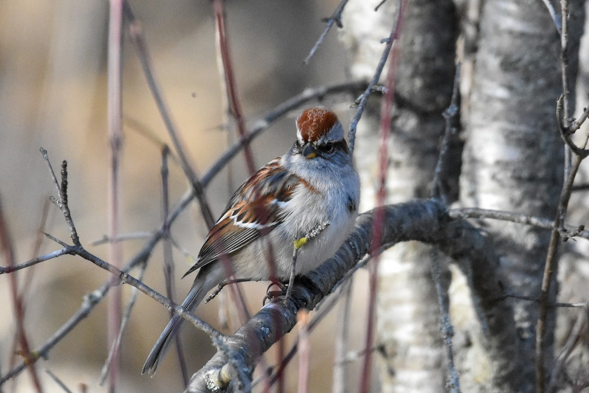 American Tree Sparrow - ML617117576