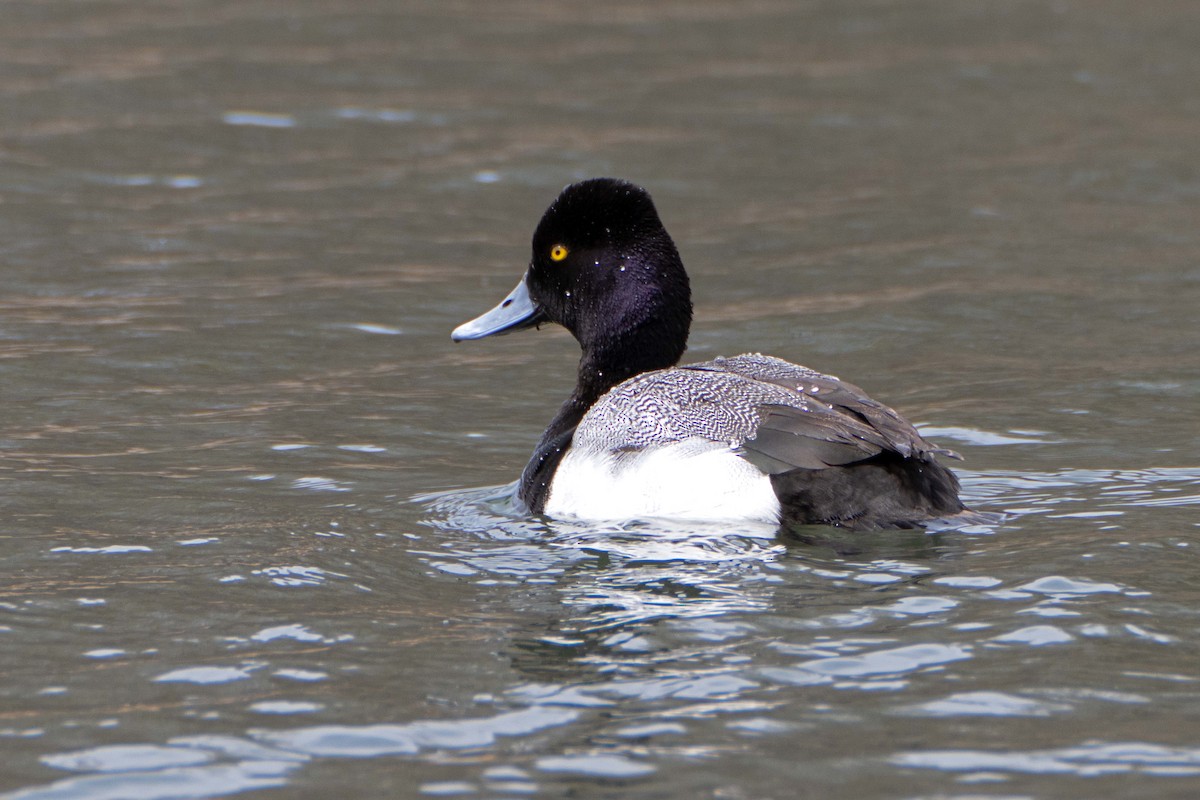 Lesser Scaup - Susan Elliott