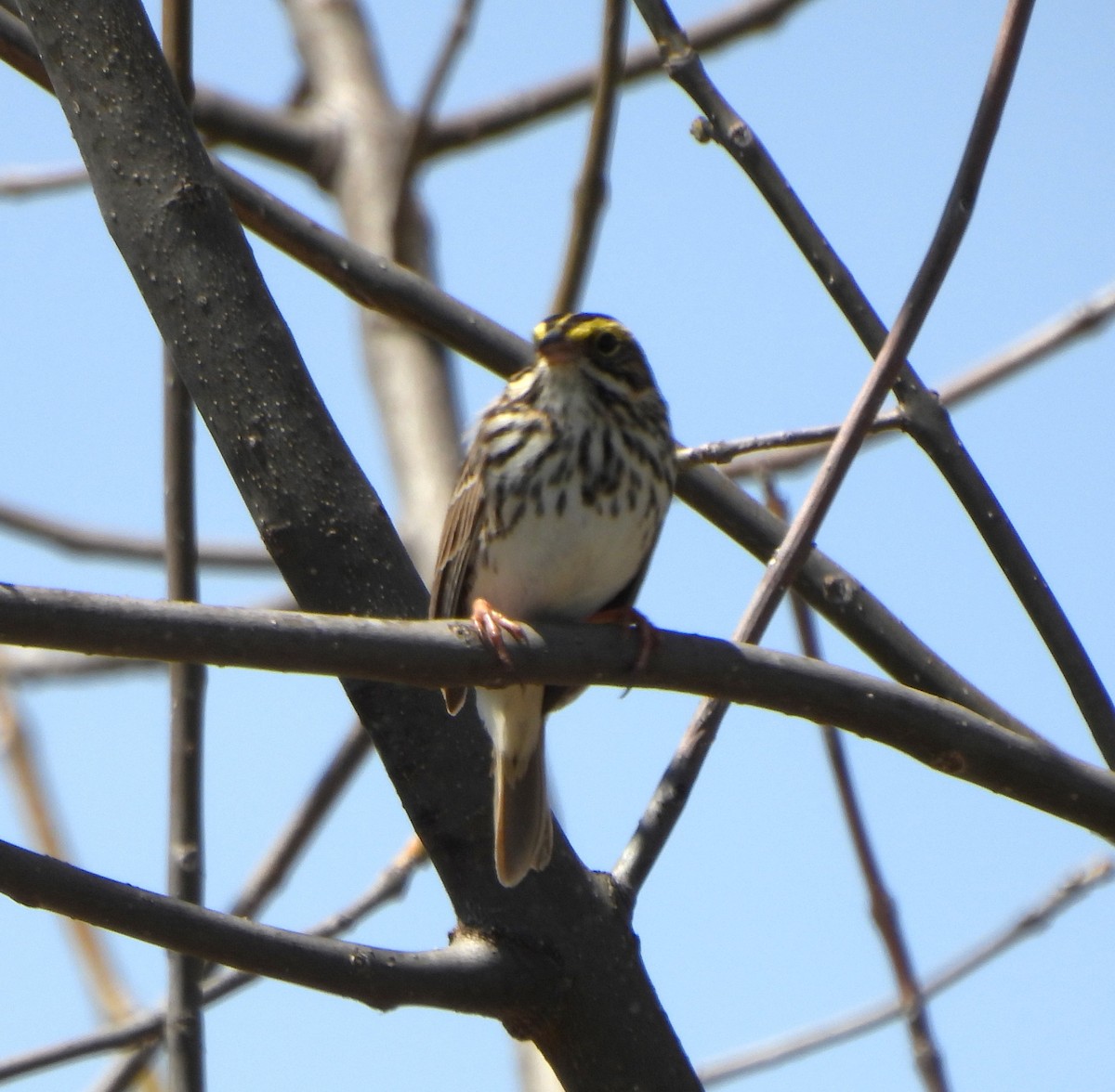 Savannah Sparrow - ML617117583