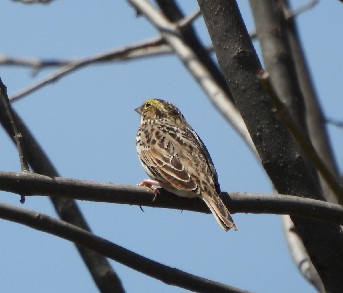 Savannah Sparrow - Sally Smith