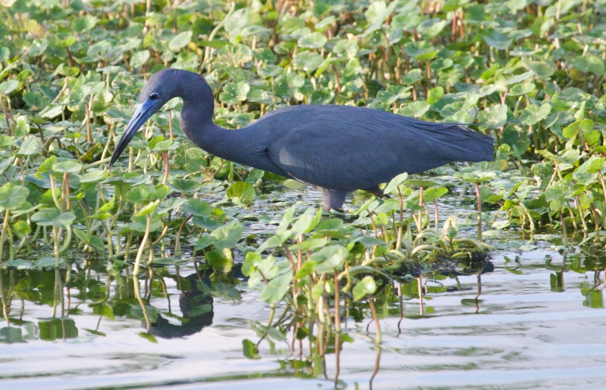 Little Blue Heron - Scott Zucker