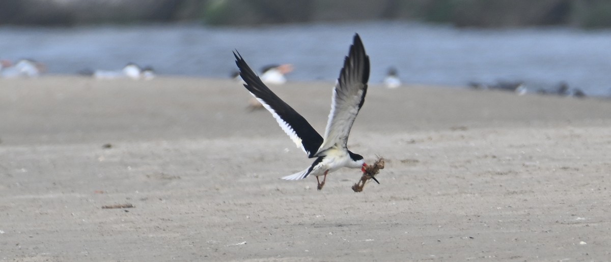 Black Skimmer - James Bozeman