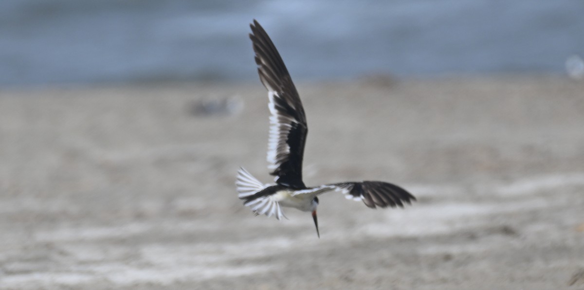 Black Skimmer - ML617117610