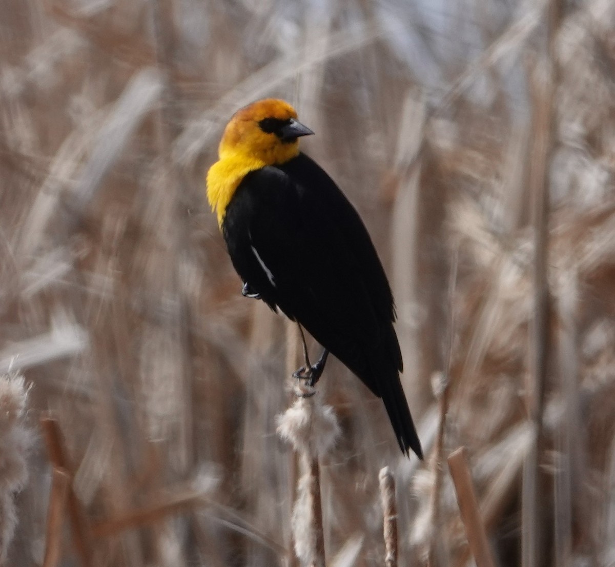 Yellow-headed Blackbird - ML617117639
