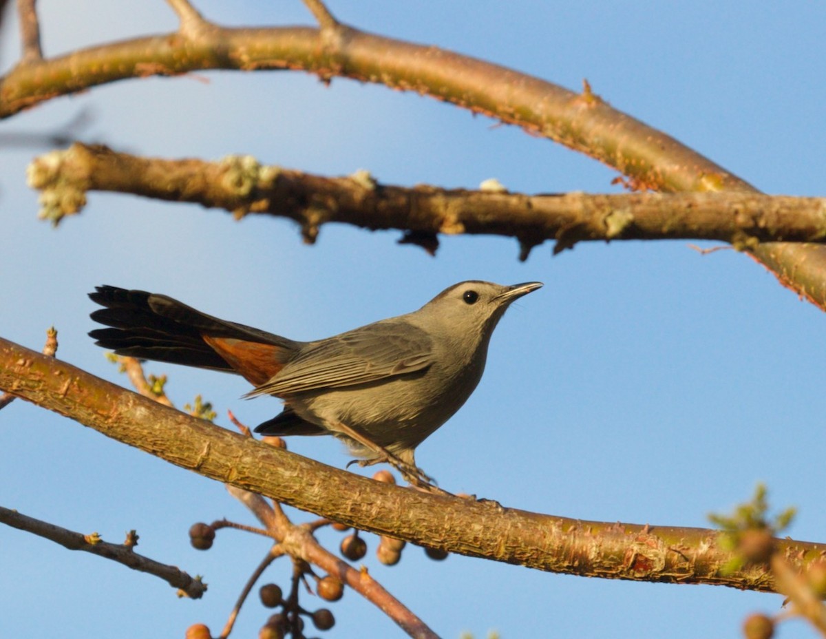 Gray Catbird - Scott Zucker