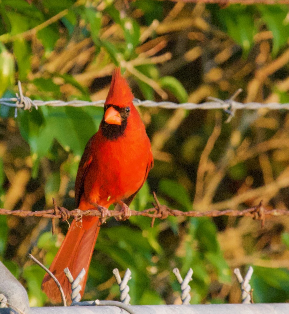 Cardinal rouge - ML617117656