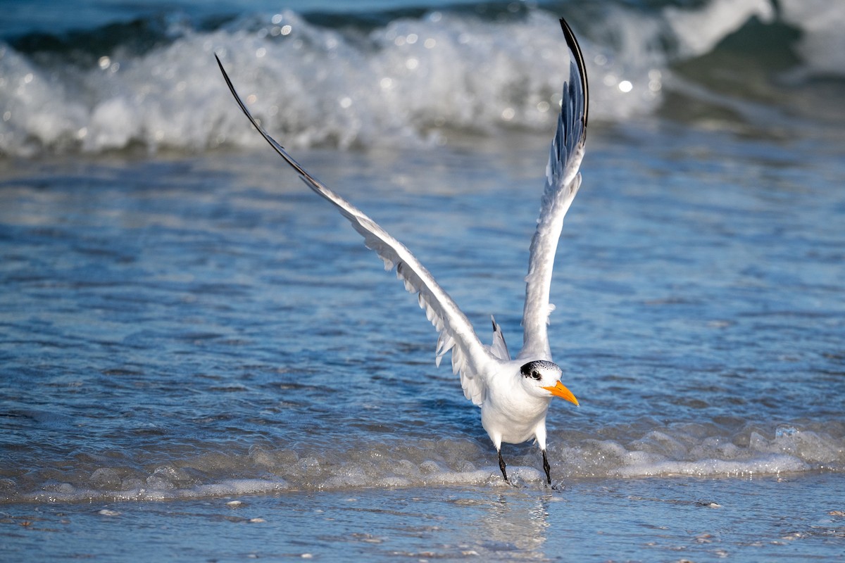 Royal Tern - ML617117658