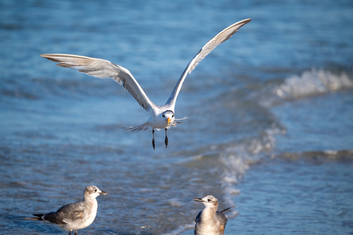 Royal Tern - ML617117659