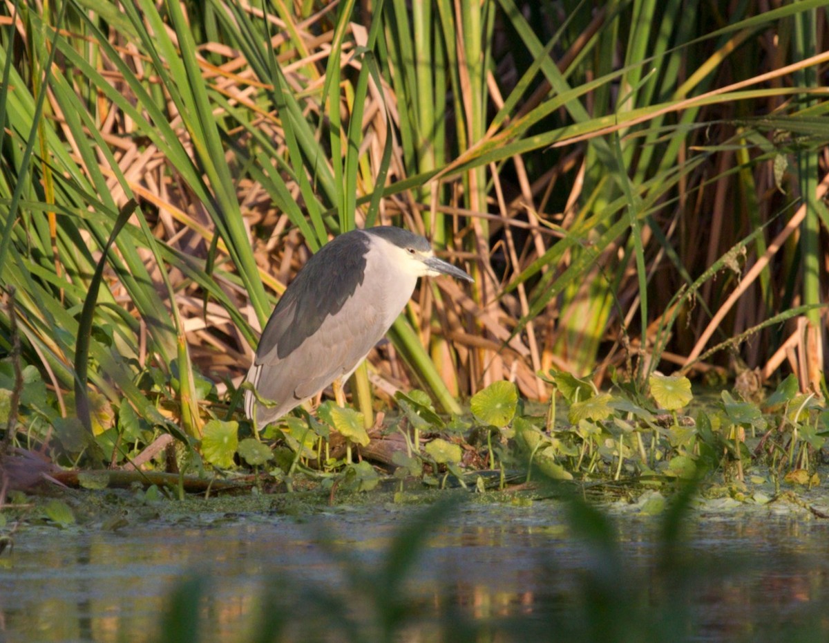 Black-crowned Night Heron - ML617117660