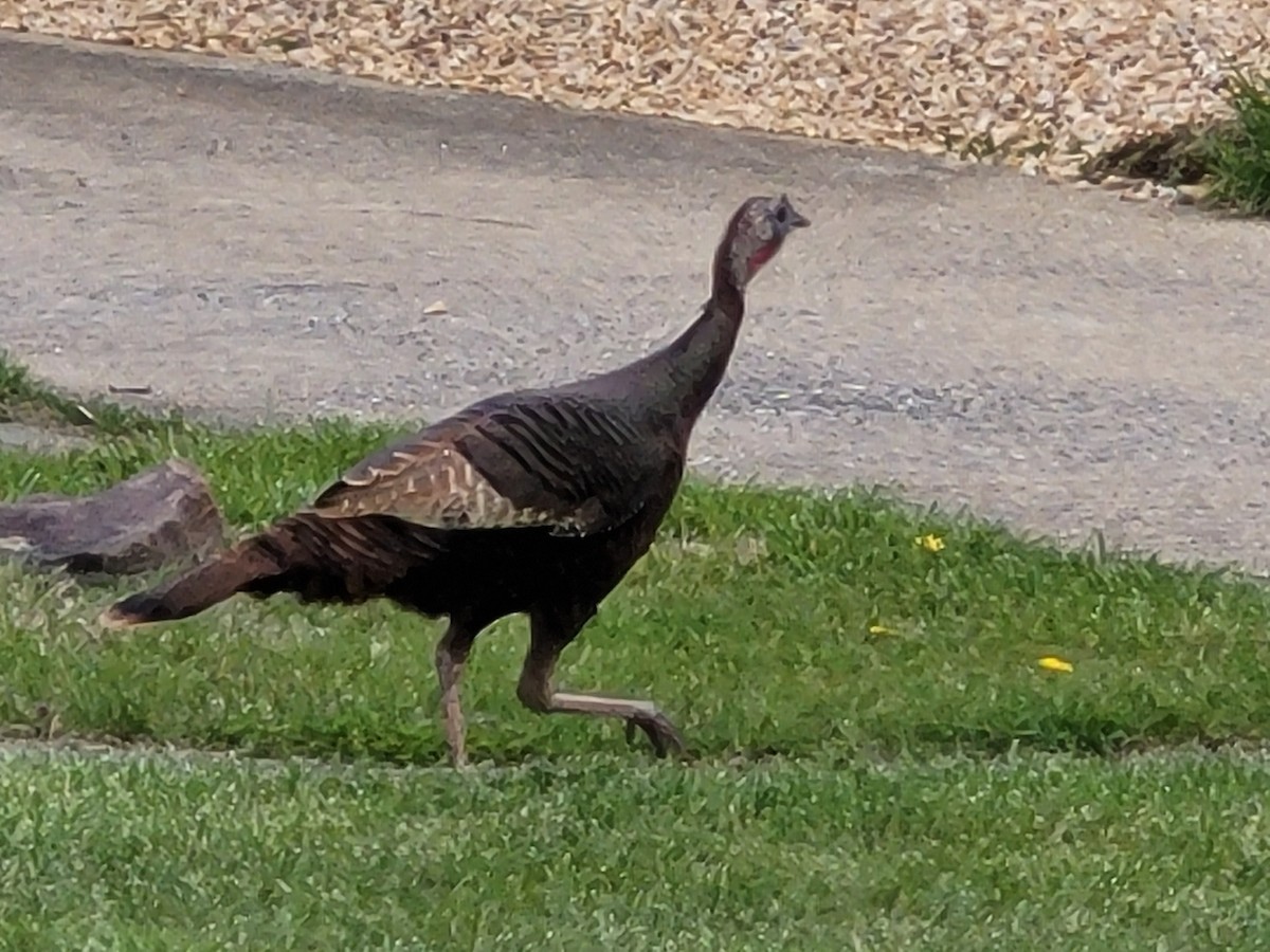 krocan divoký - ML617117666