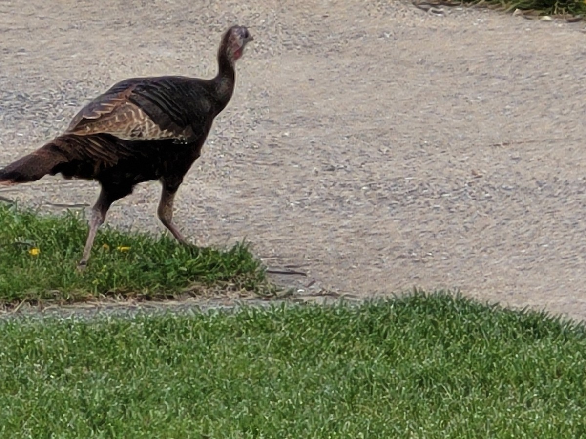 krocan divoký - ML617117670