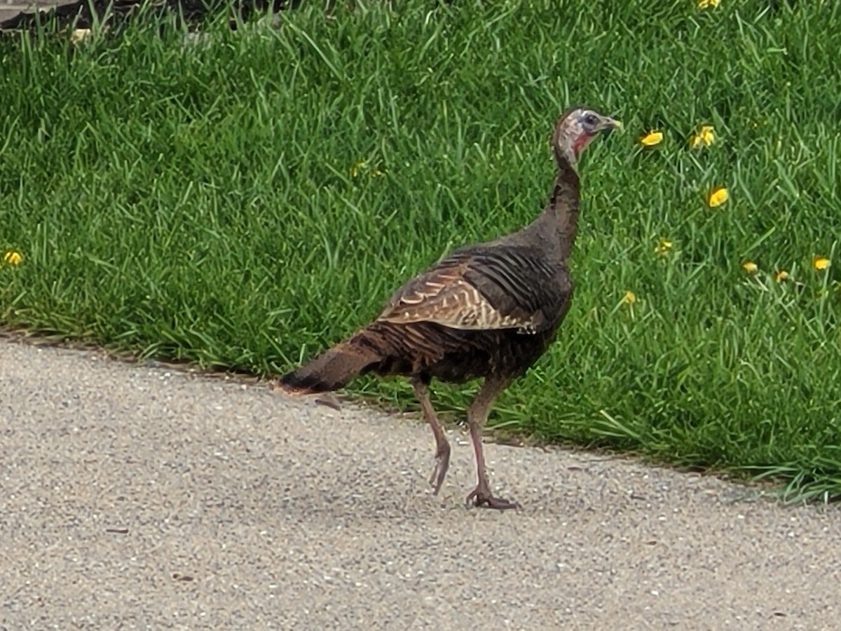 krocan divoký - ML617117671