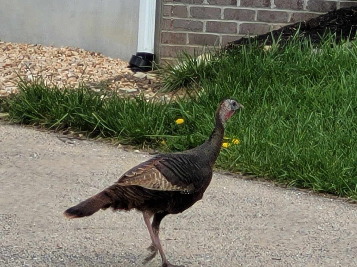 krocan divoký - ML617117672