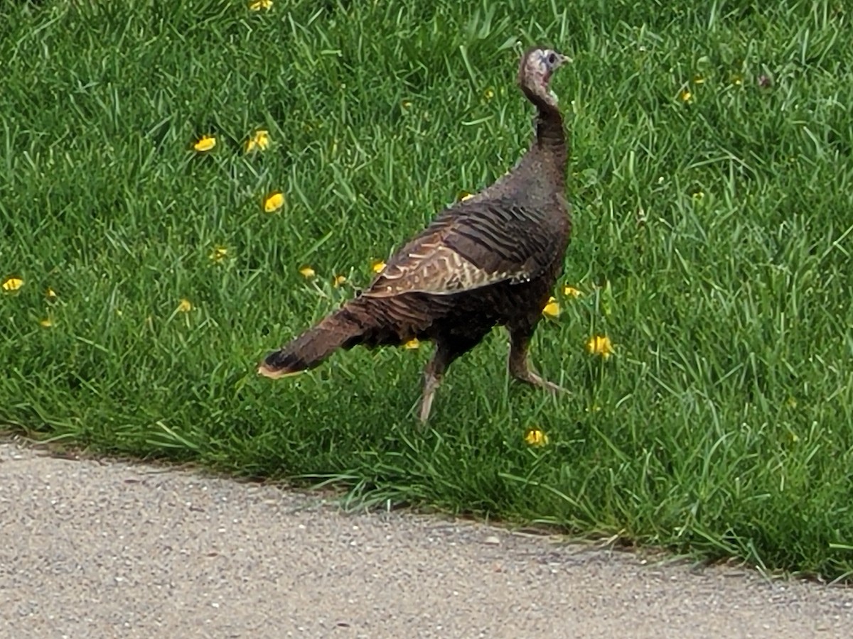 krocan divoký - ML617117673