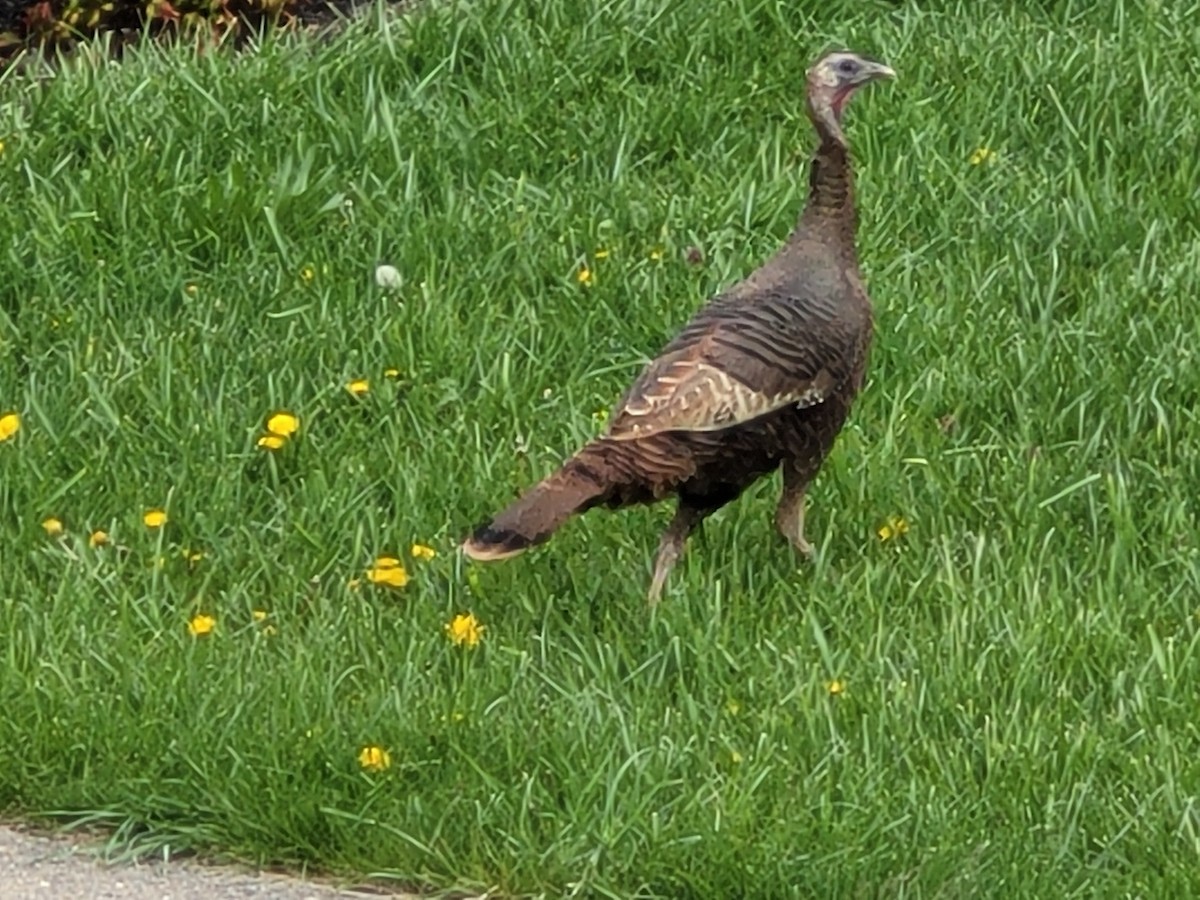 krocan divoký - ML617117674