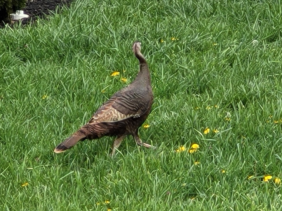 krocan divoký - ML617117676