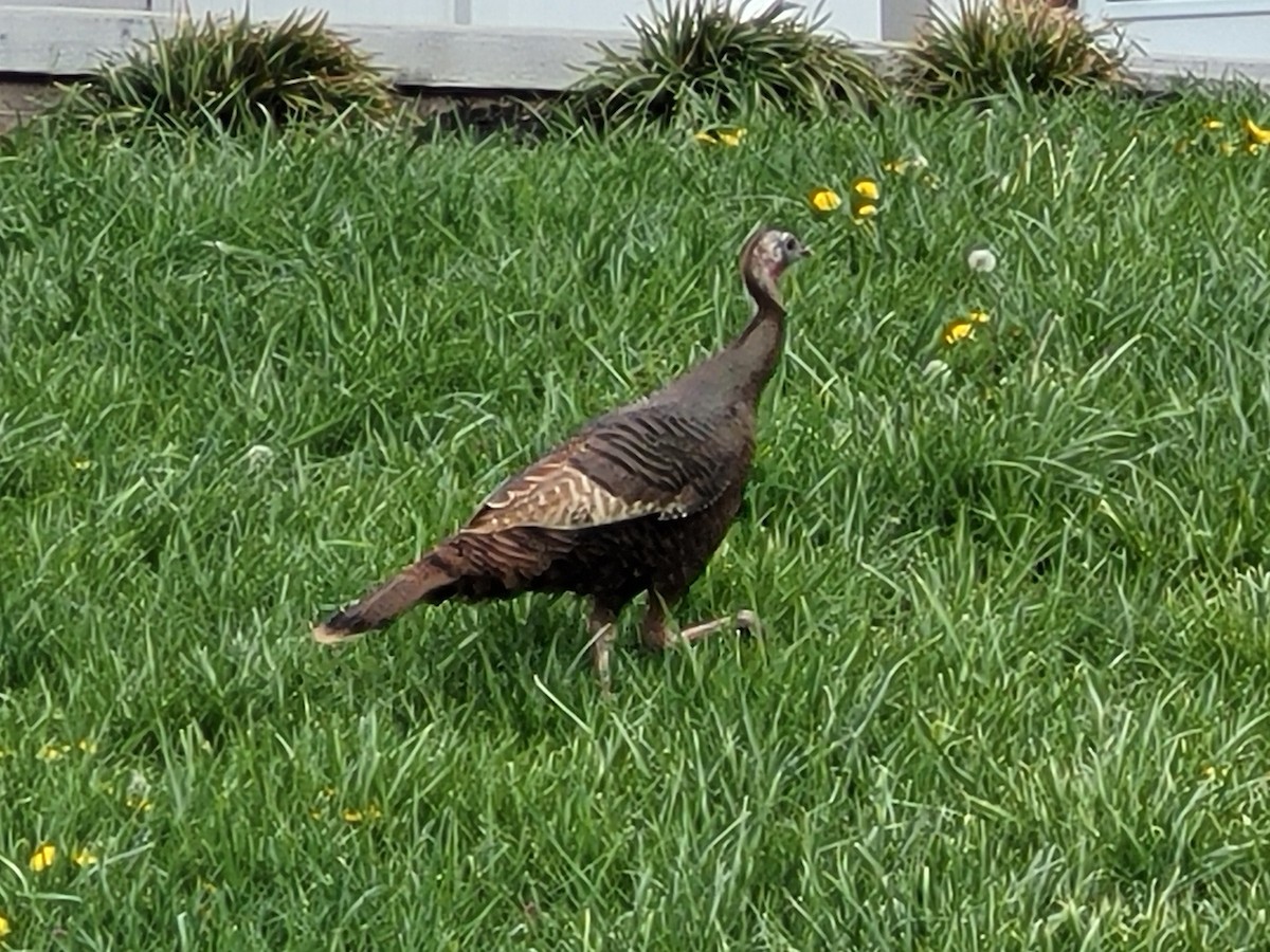 krocan divoký - ML617117677