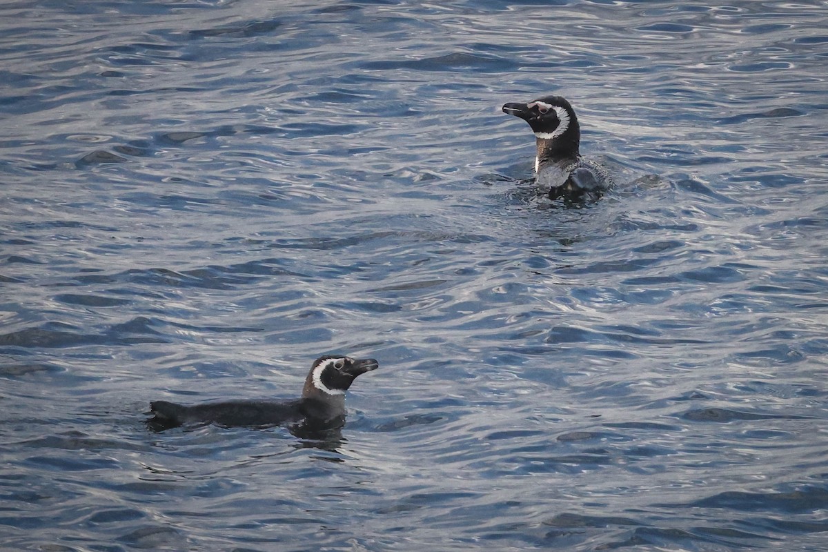 Magellanic Penguin - ML617117697