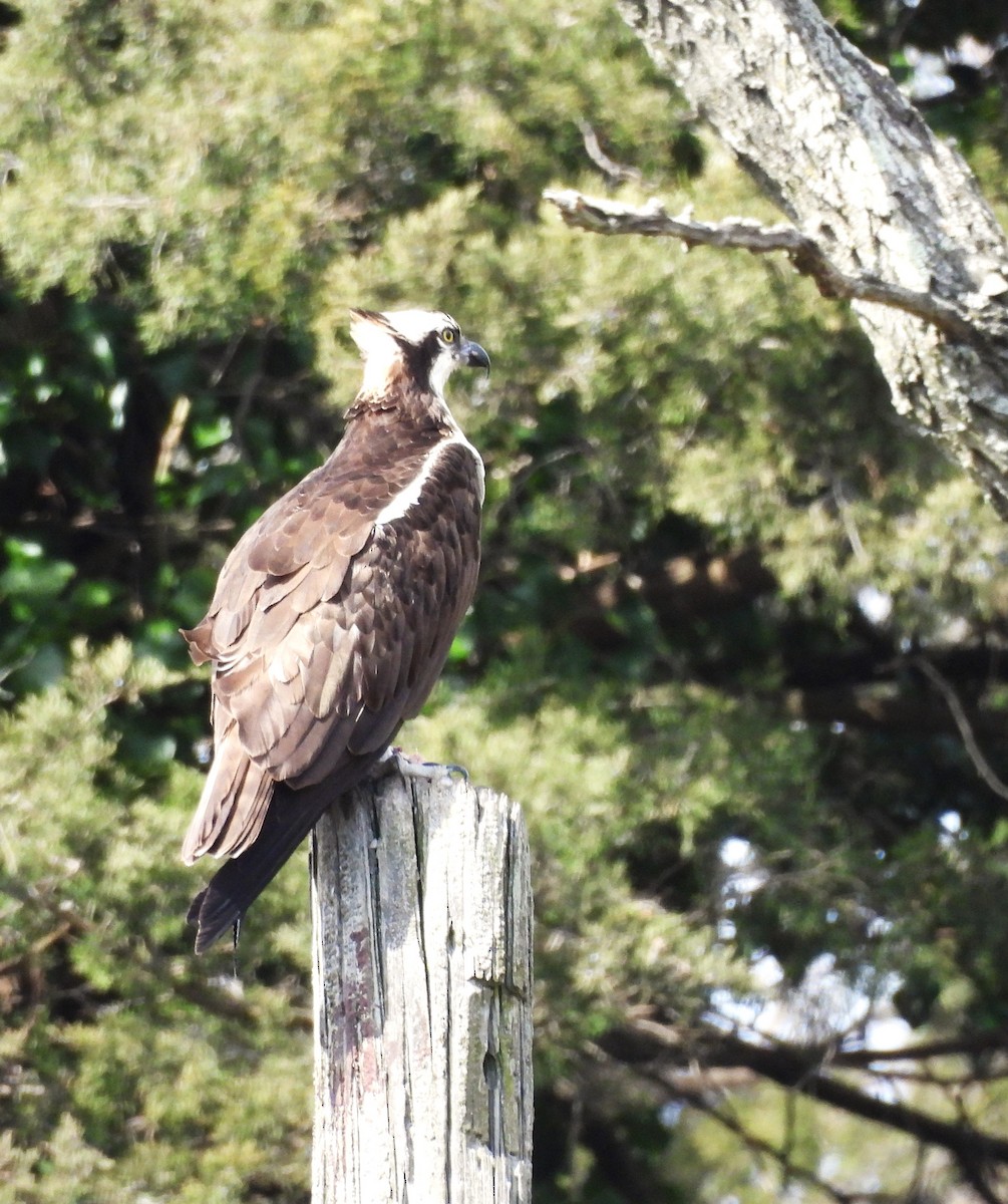 Osprey - ML617117708