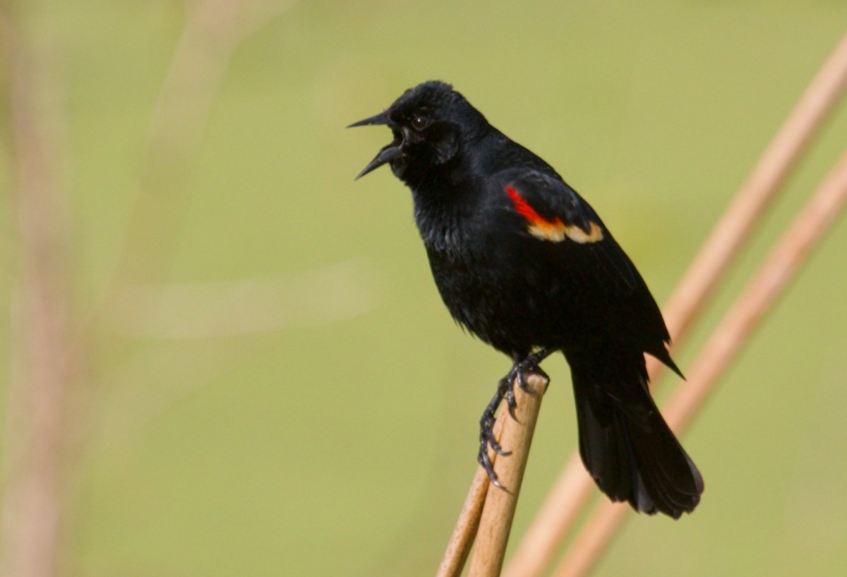 Red-winged Blackbird - ML617117713