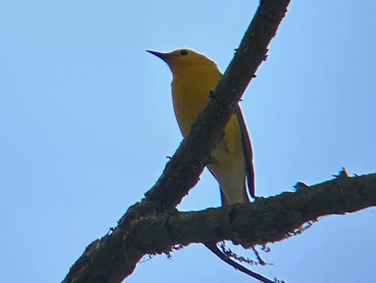 Prothonotary Warbler - ML617117719
