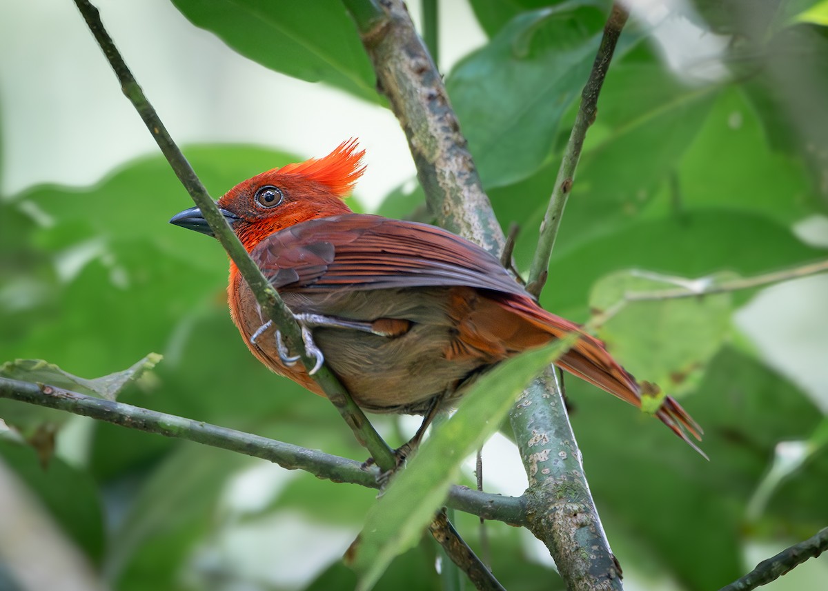 Crested Ant-Tanager - Jhan C. Carrillo-Restrepo
