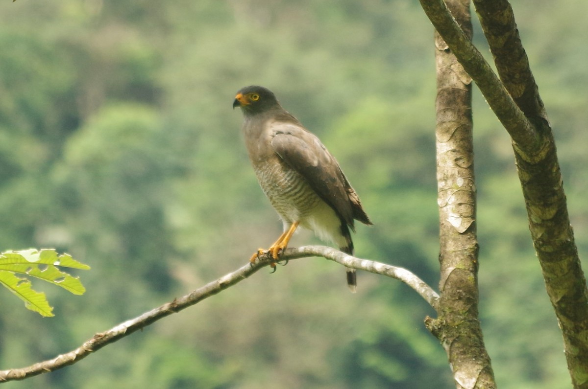 Roadside Hawk - ML617117786