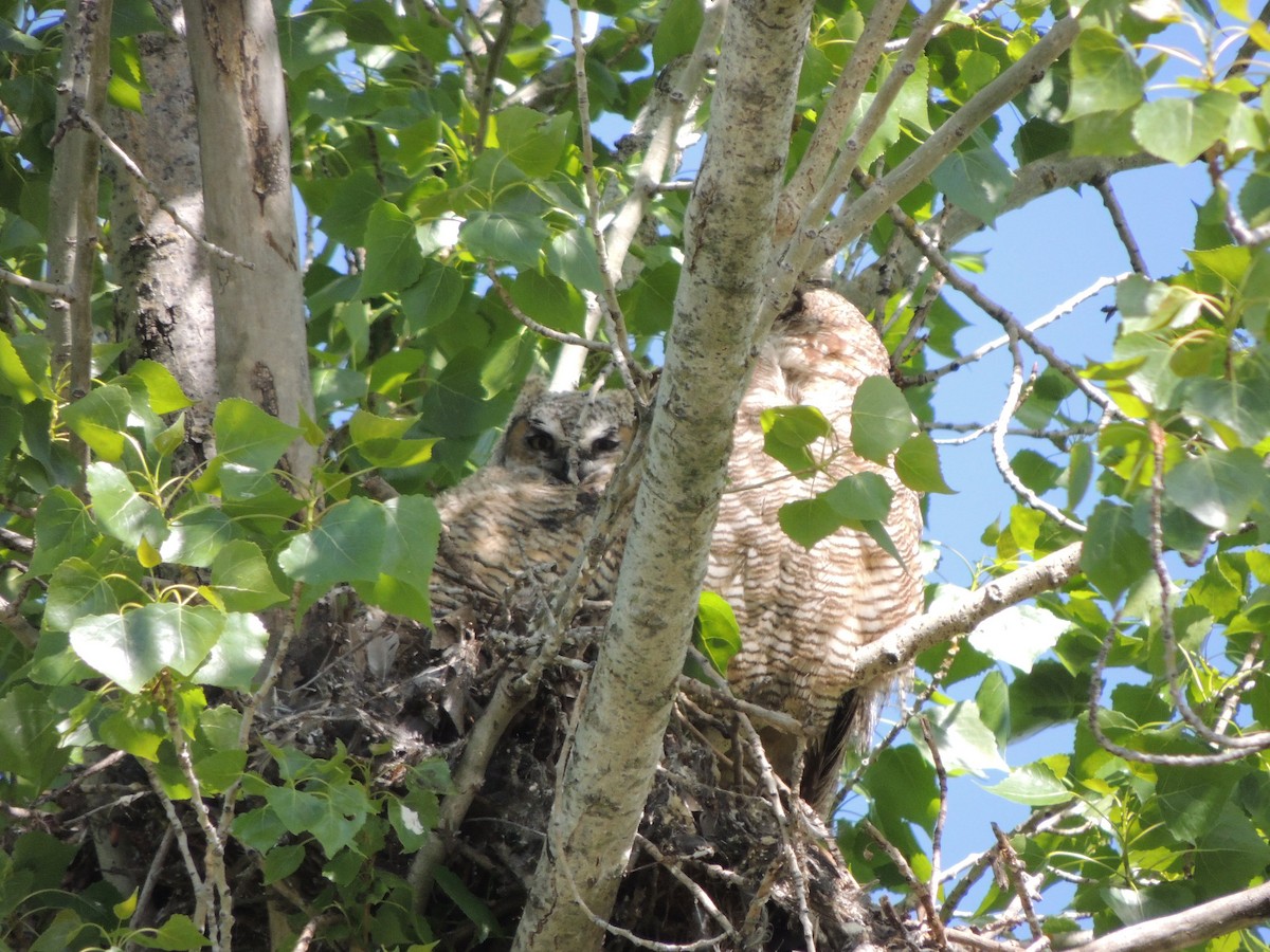 Great Horned Owl - ML617117817