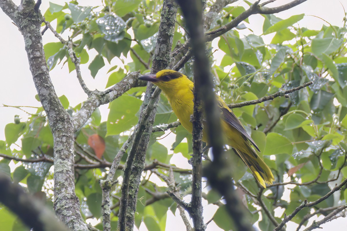 Black-naped Oriole - ML617117836