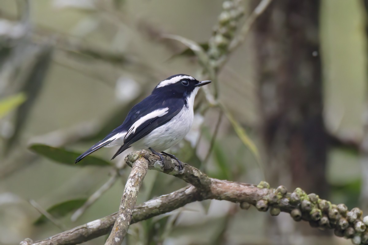 Little Pied Flycatcher - ML617117888