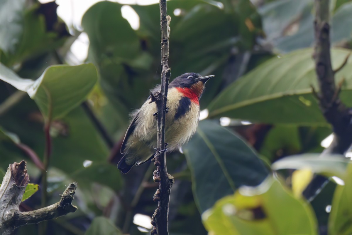 Blood-breasted Flowerpecker - Andreas Heikaus
