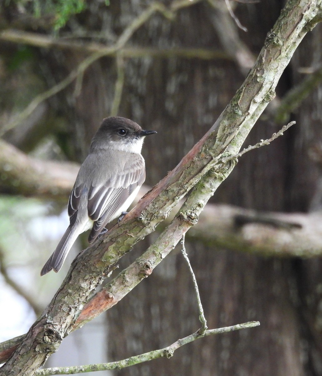 Eastern Phoebe - ML617117911