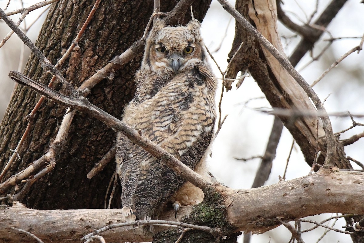 Great Horned Owl - ML617117920