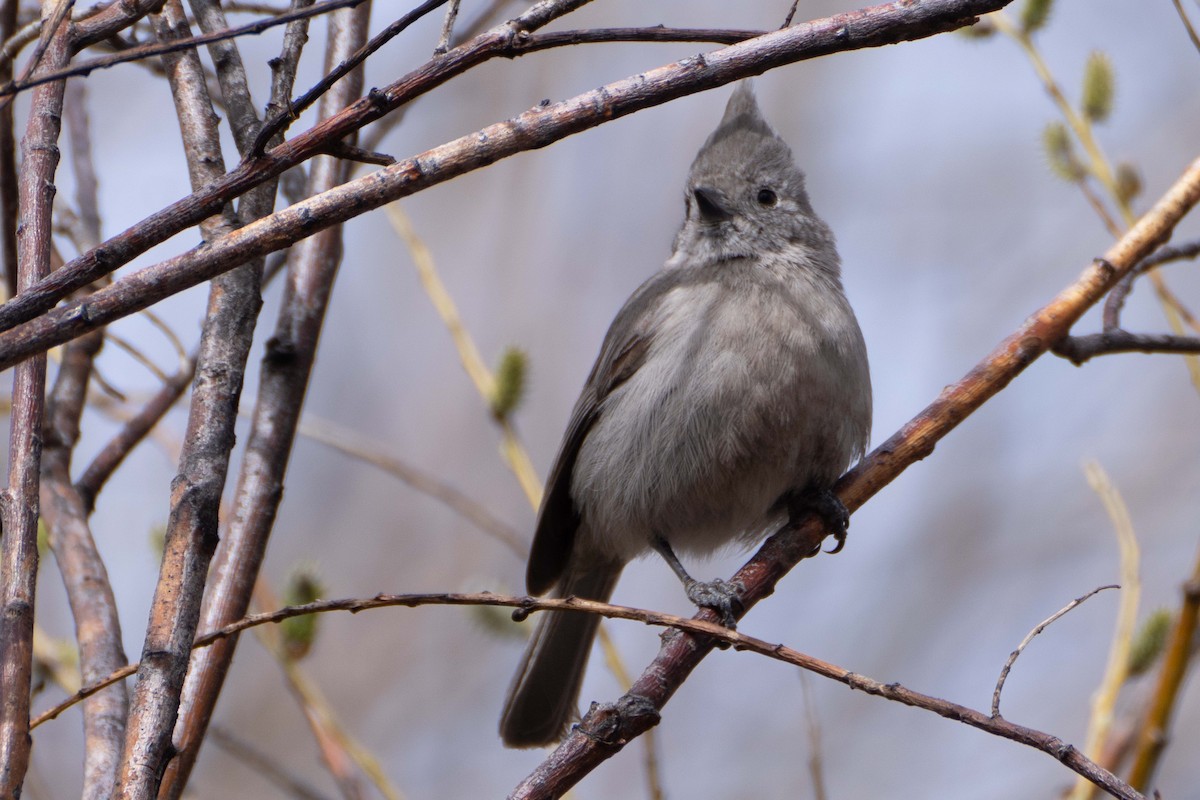 Juniper Titmouse - ML617117931