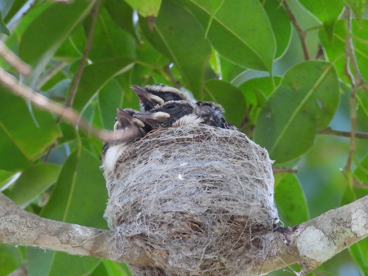 Brown Honeyeater - ML617117956