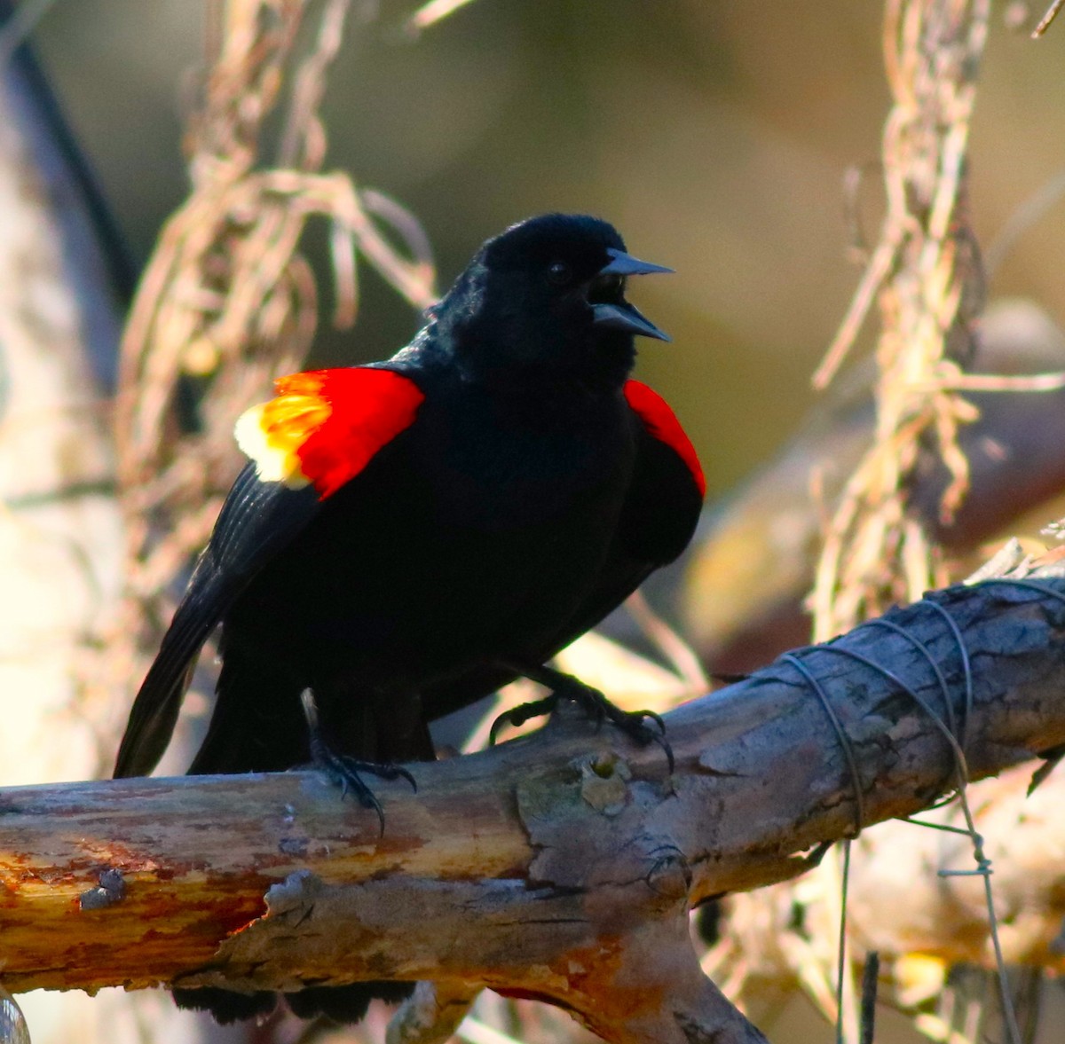 Red-winged Blackbird - ML617117999