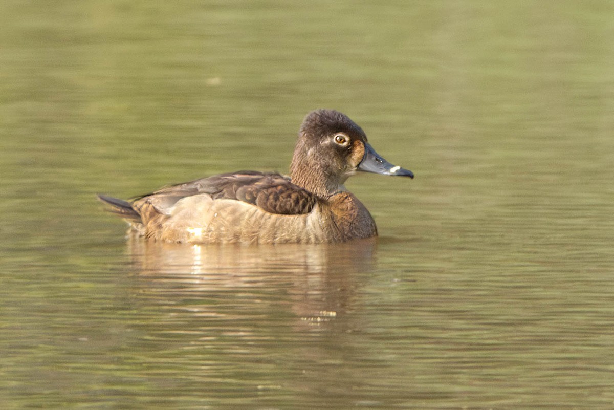 Ring-necked Duck - ML617118040