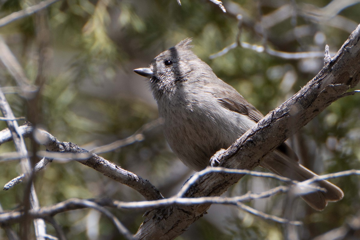 Juniper Titmouse - Susan Elliott