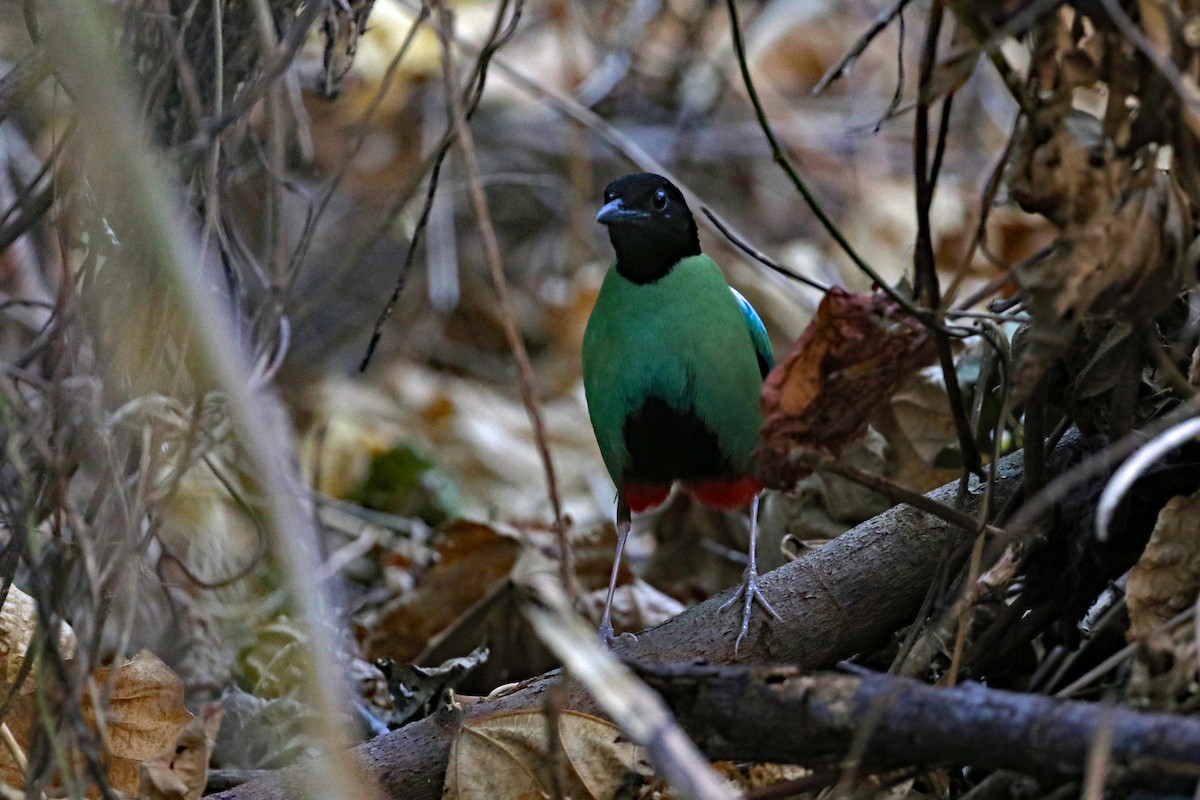 綠胸八色鳥(sordida/palawanensis) - ML617118124