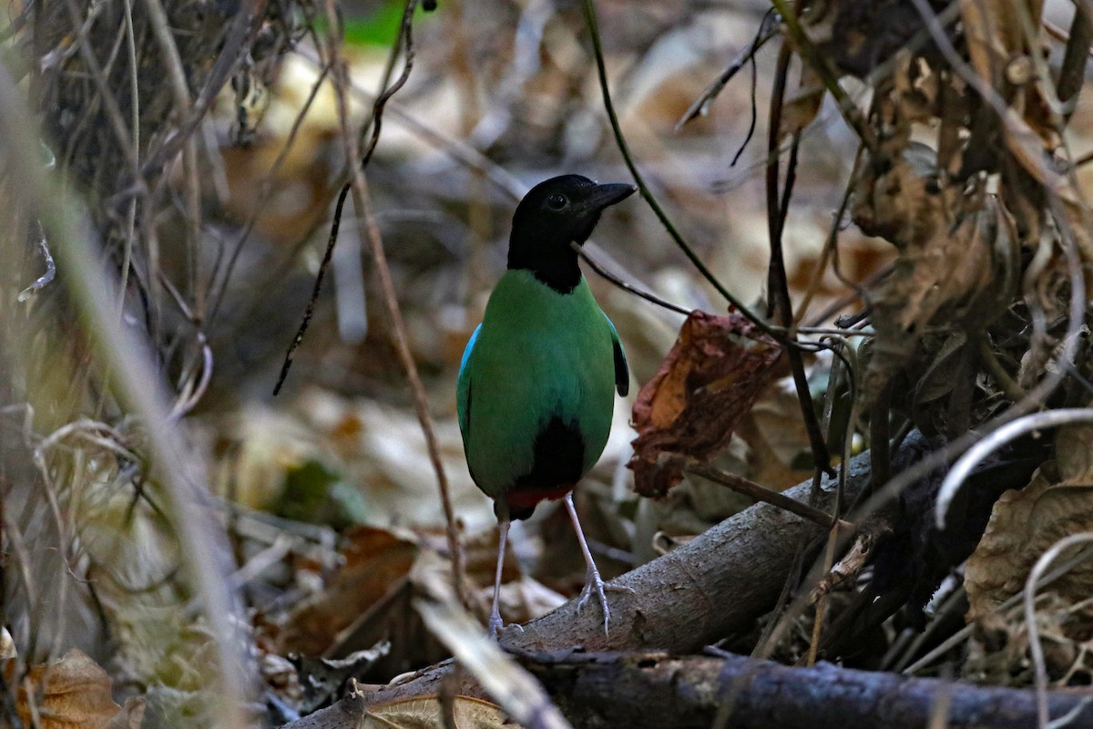 綠胸八色鳥(sordida/palawanensis) - ML617118125