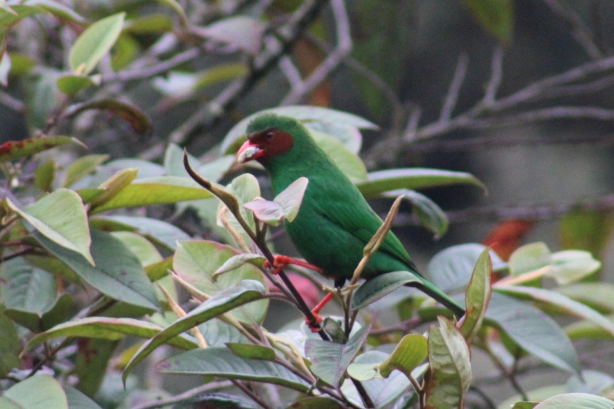 Grass-green Tanager - David Weaver