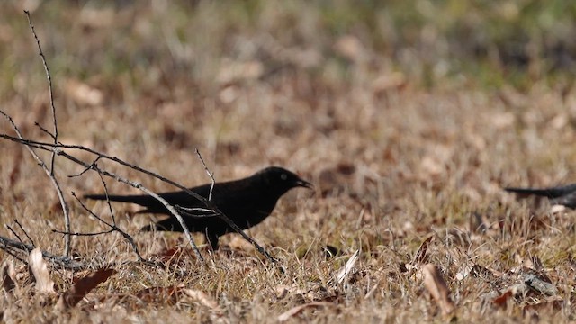 Rusty Blackbird - ML617118239