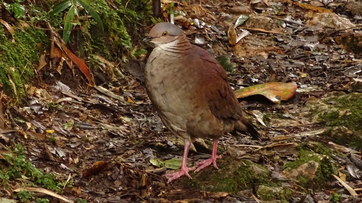 White-throated Quail-Dove - ML617118243