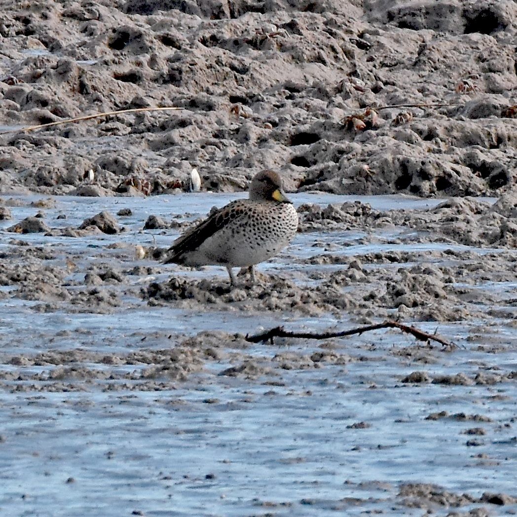 Yellow-billed Teal - Carlos De Biagi